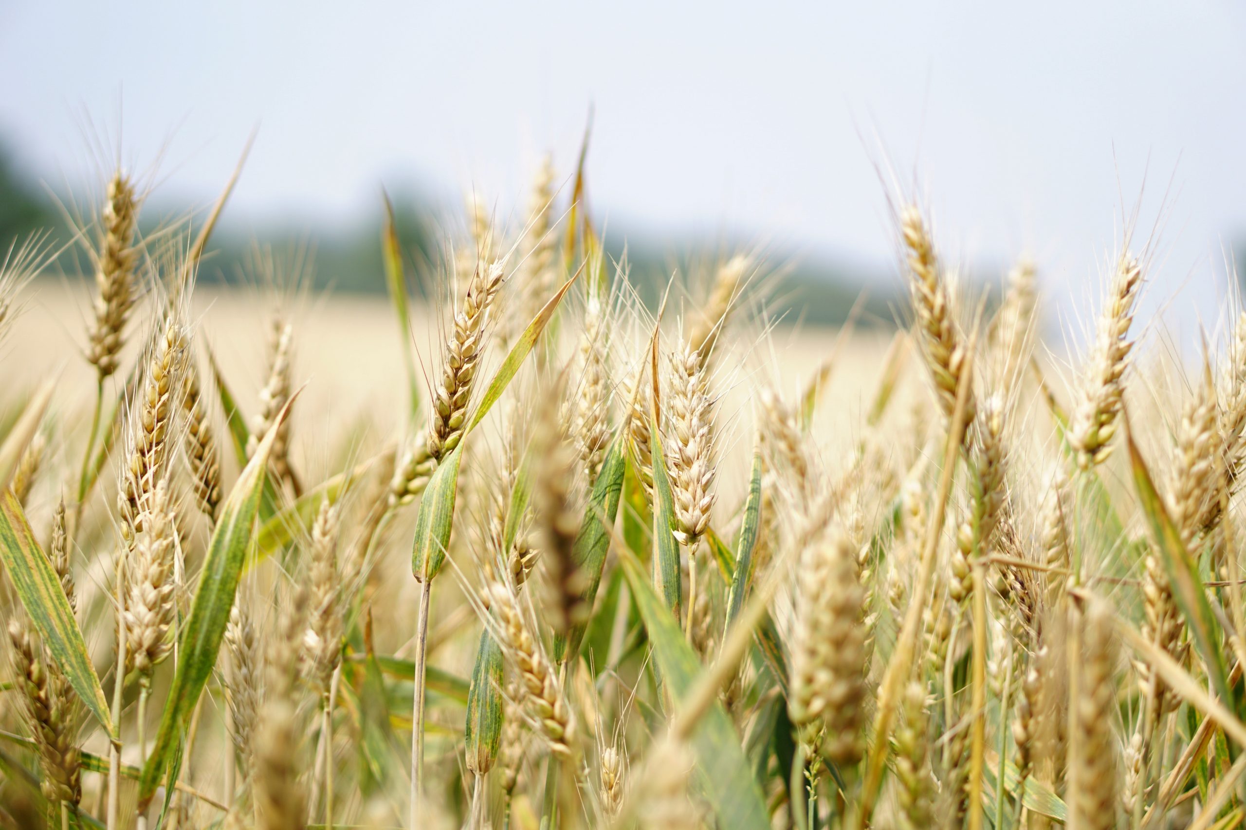What will happen to the harvest in 2022?